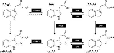 Metabolic profiles of 2-oxindole-3-acetyl-amino acid conjugates differ in various plant species